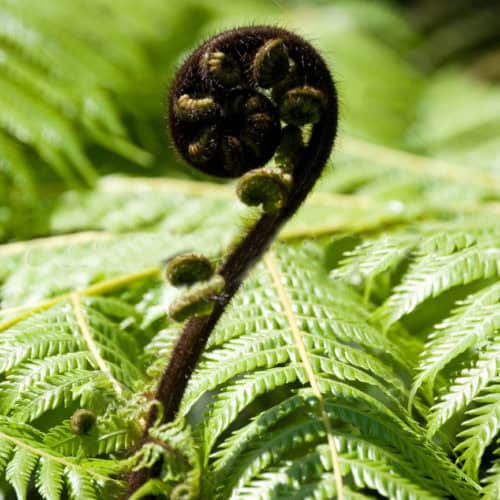 Fern Frond Of Silver Fern 