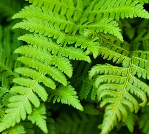 Ferns Systems Tracheophytes Leaves Water