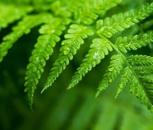 Fern (2)