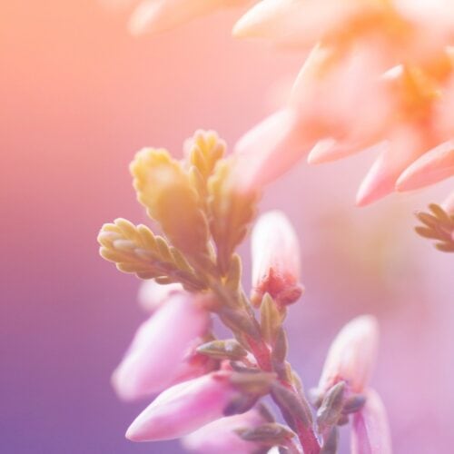 Flower Buds Open In The Morning Hd Wallpaper 1680x1050