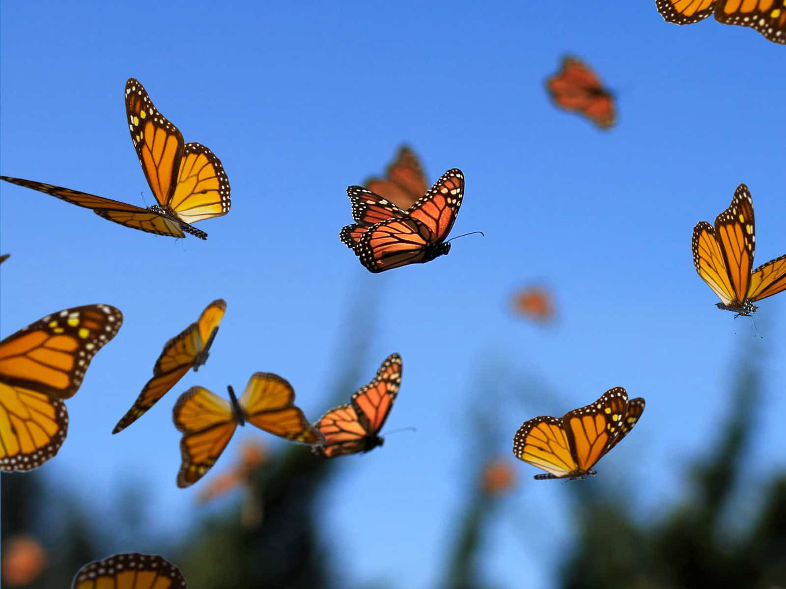 Jocelyn Mary Bryant