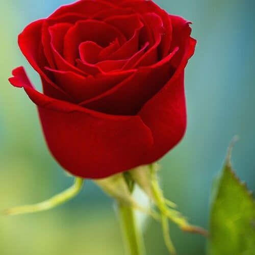 Red Rose