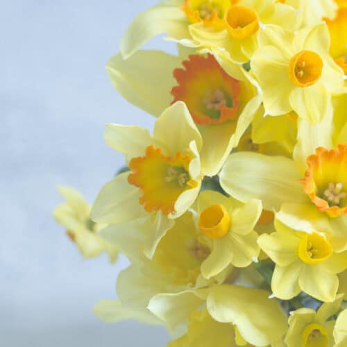 Daffodils & Blue