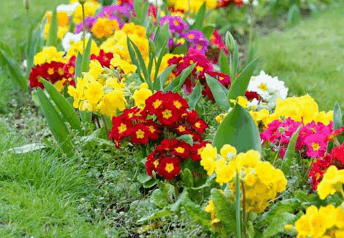 Primrose