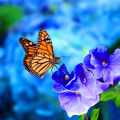 Butterfly,flower,images.,beautiful,butterfly,on,blue,flowers..this,photo,contains