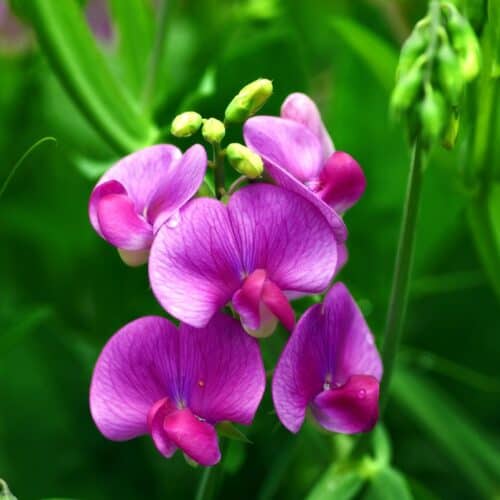 Sweet Pea 1