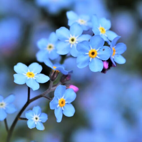 Bright Forget Me Nots Royalty Free Image 1677788394