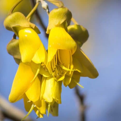 S B Web Page Images In Copy 1024x1024 Nz Nature 3 Kowhai 1024x