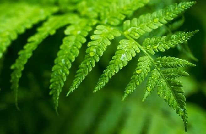 Andrew Patrick Cuming