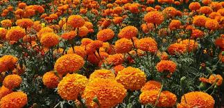 Anna Louise Ferguson Malcolm