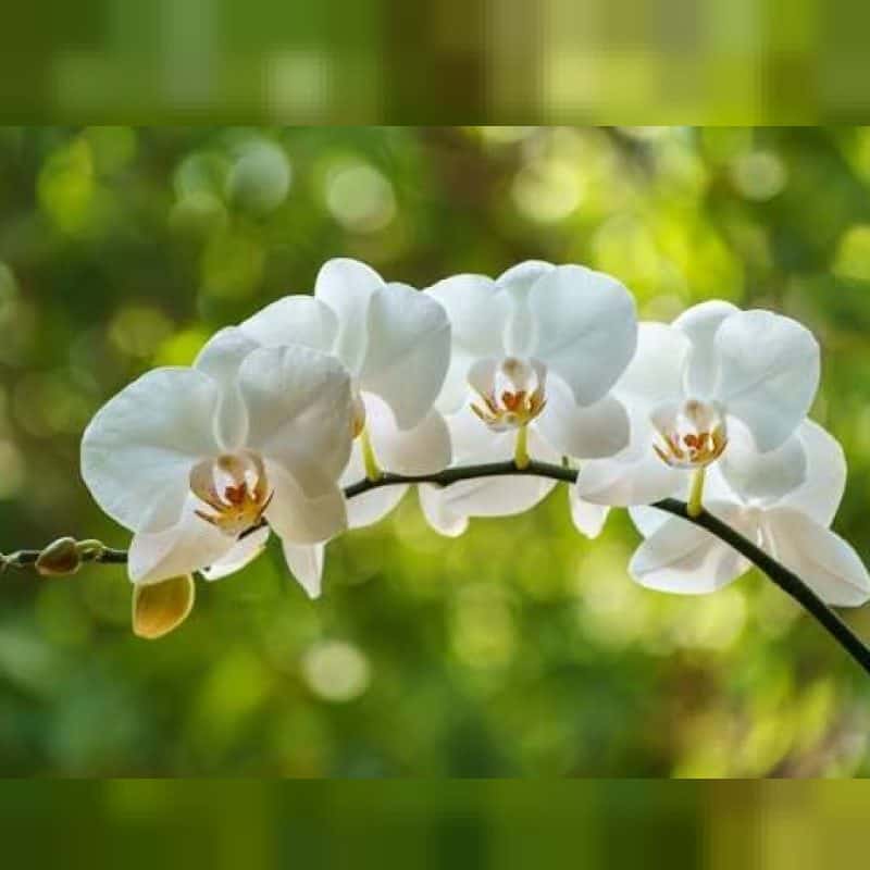 Melvina Wong